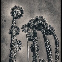 CALI PALM PARTY