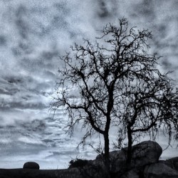 HAUNTED TREE BLACK AND WHITE