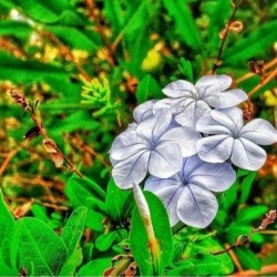 Everything Blooms