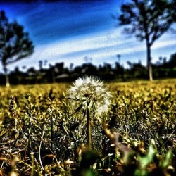 Make a Wish