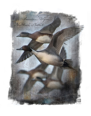 American Wigeon Northern Pintail