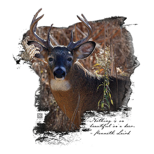 Beautiful Deer 