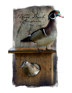 On the Watch - Wood Duck 