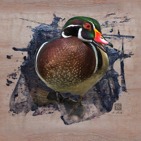 Carolina Wood Duck  Print