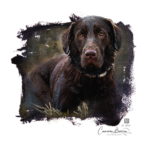 Ranger  Austin Fairchild Print