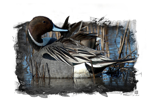 Northern Pintail  Print