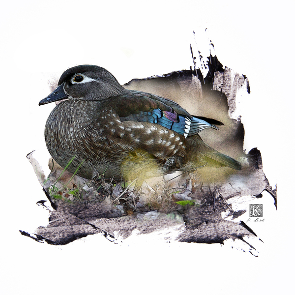Wood Duck Hen   Print