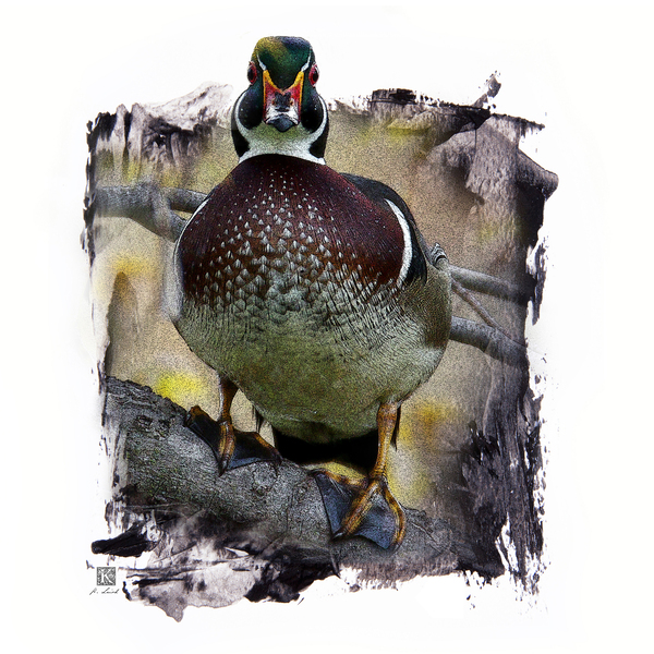 Wood Duck Hidden Among Us Print