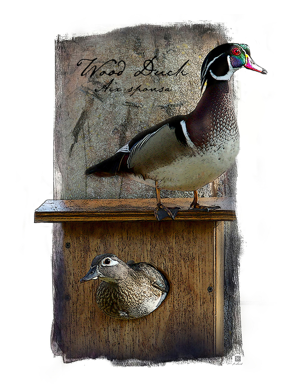 On the Watch - Wood Duck  Print