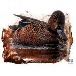 Cinnamon Teal