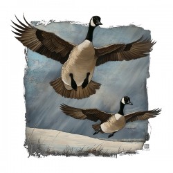 Canada geese