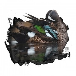 Preening Blue-Winged Teal