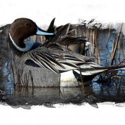 Northern Pintail 