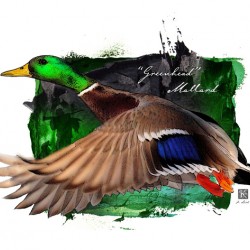 Greenhead in Flight
