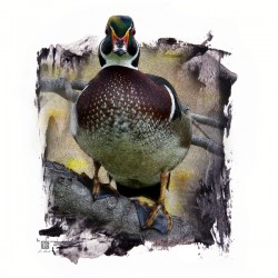 Wood Duck Hidden Among Us