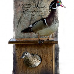 On the Watch - Wood Duck 