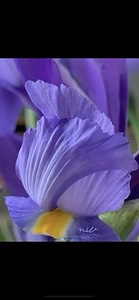 IMG 0053