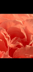 IMG 9727