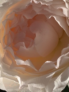 IMG 9590