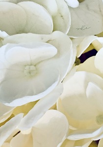 IMG 2634