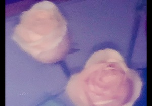 IMG 0059
