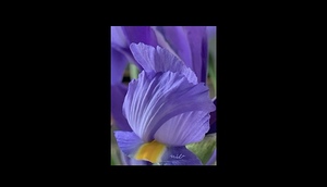 IMG 0050