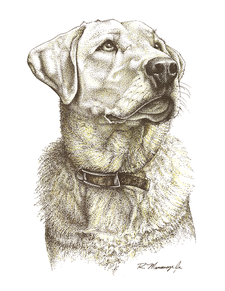 Yellow Lab Print