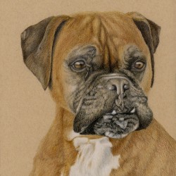 Boxer