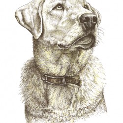 Yellow Lab