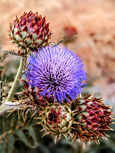 Blooming Wild Artichoke 