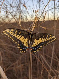 Tiger Swallowtail 