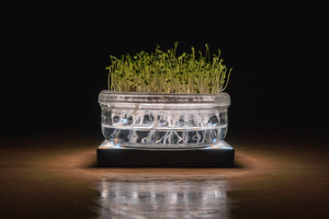 MicroGreen