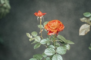 Rose of Winter