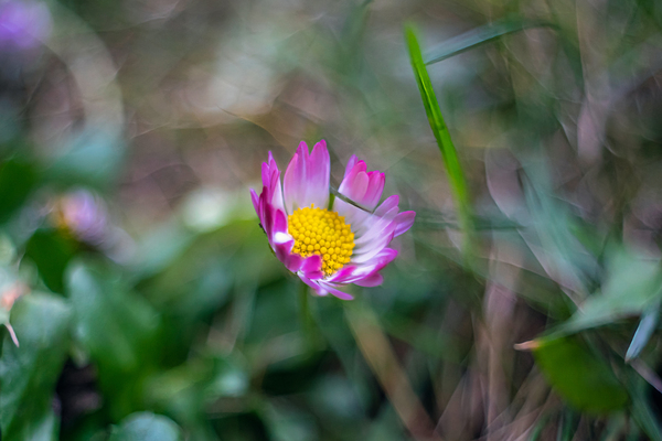 Daisy Print