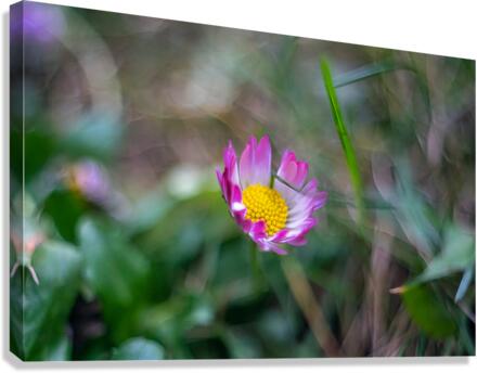 Daisy Canvas Print