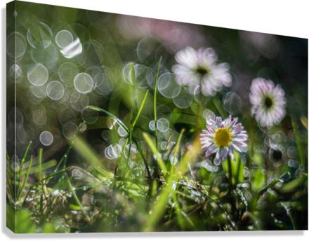 MacroDaisya Canvas Print