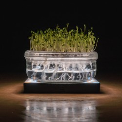 MicroGreen