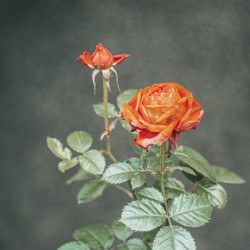 Rose of Winter