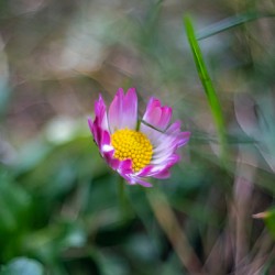 Daisy