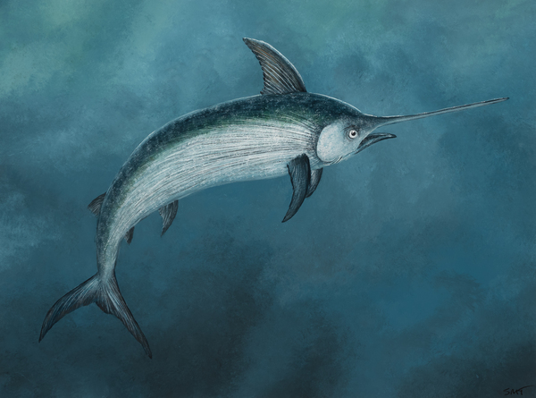 22 10 swordfish Imprimer