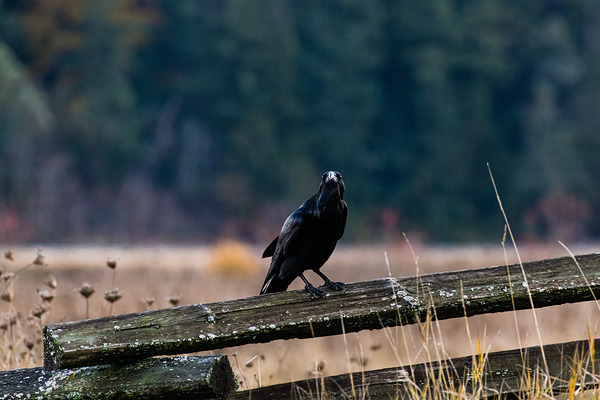Good Morning Raven by AngelaRae Photography