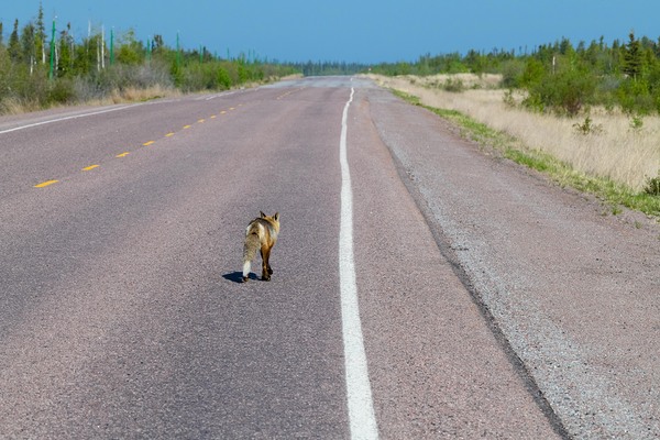 The Long Road Print