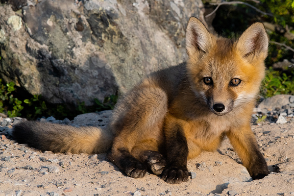 Fox Kit Print