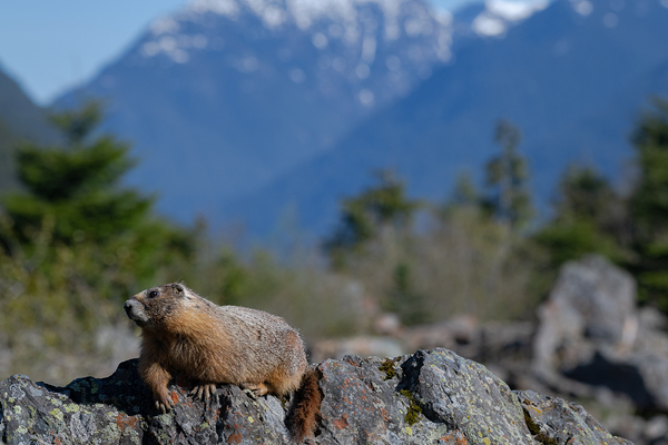 Marmot and the Mountain by AngelaRae Photography