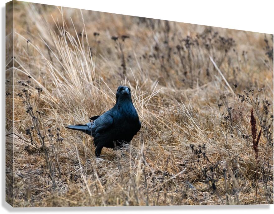 Have We Met  Canvas Print