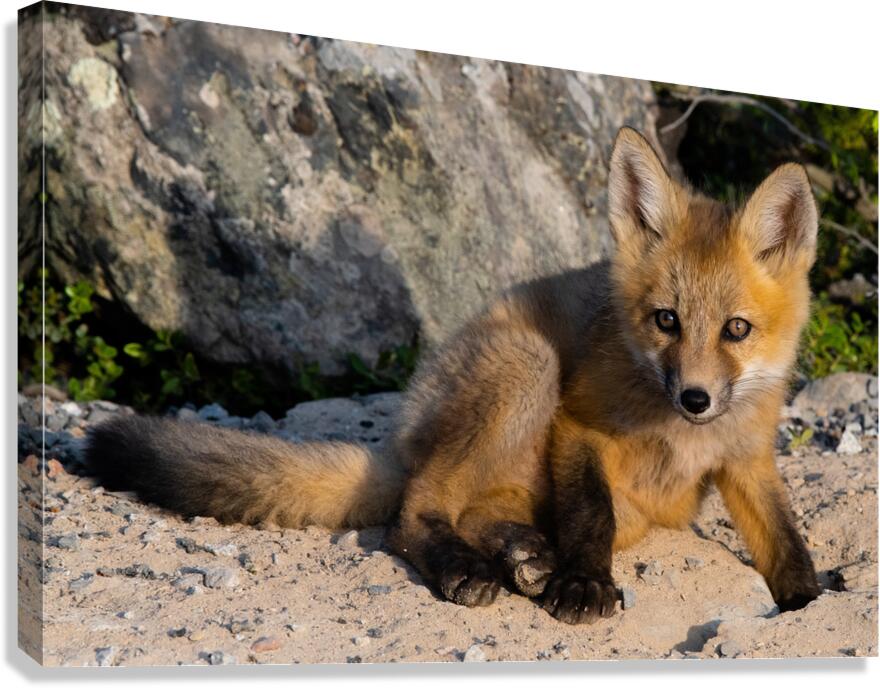 Fox Kit Canvas Print