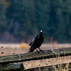 Good Morning Raven