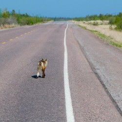 The Long Road