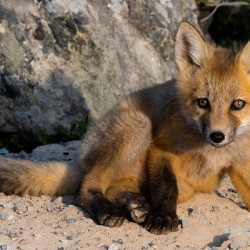 Fox Kit