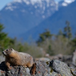 Marmot and the Mountain